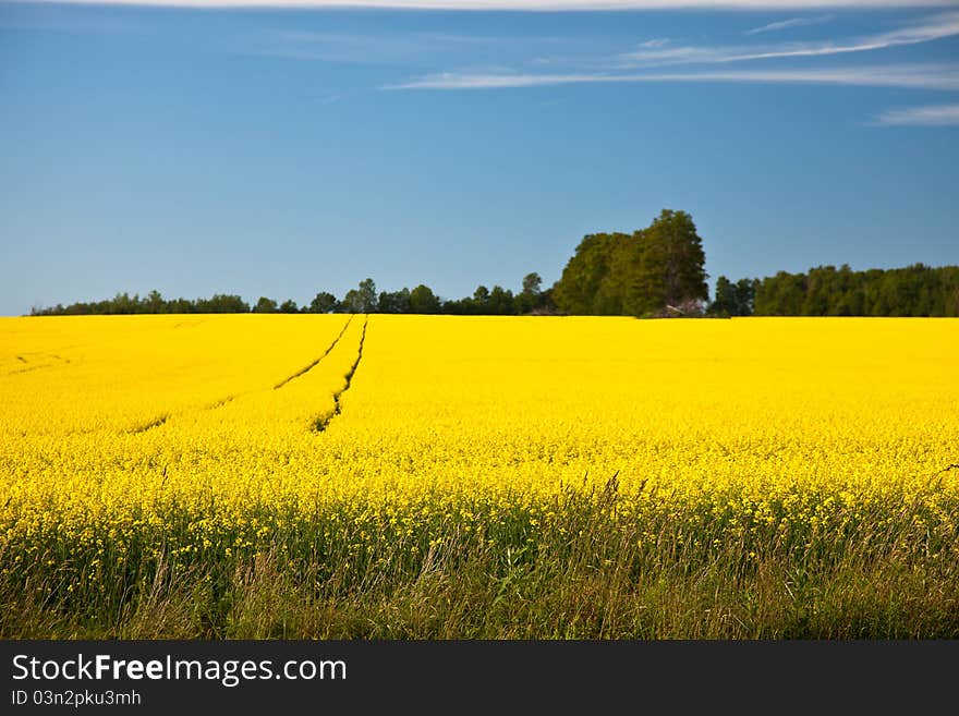 Bright yellow crops of plant. Bright yellow crops of plant