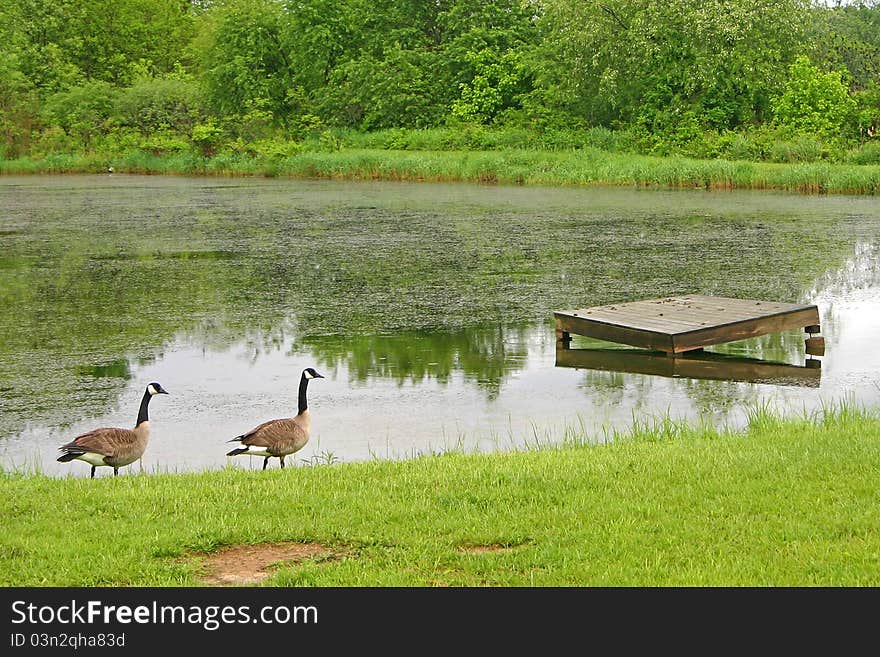 Two Canada Geese