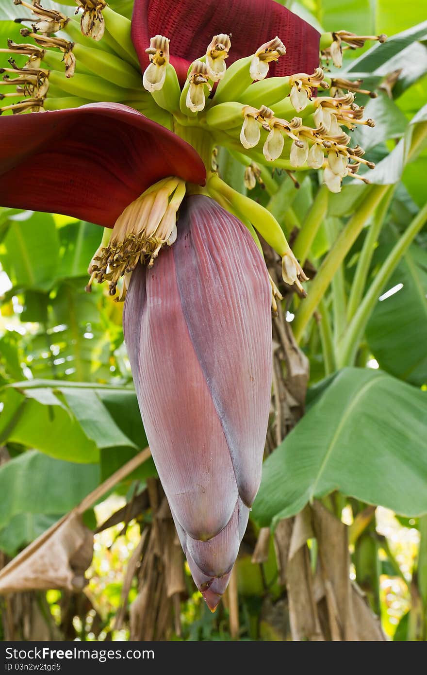 Banana blossom and bunch on tree in Thailand