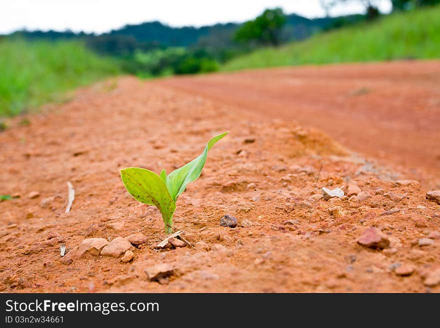 Seedlings grow on green street. Seedlings grow on green street