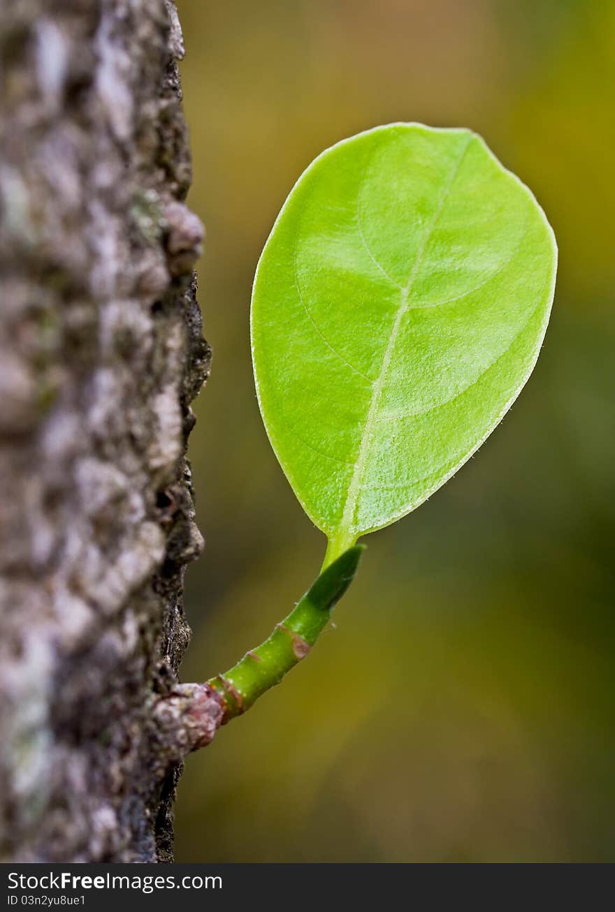 Leaves pale green with dark brown trees. Leaves pale green with dark brown trees