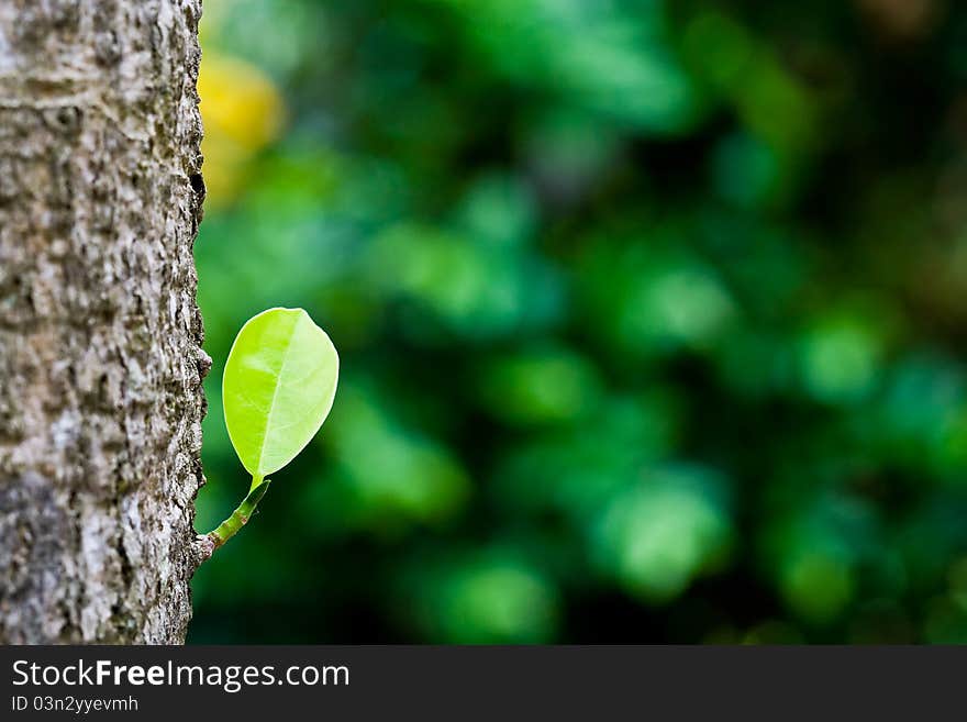 The rough surface of the stem with green leaves. The rough surface of the stem with green leaves.