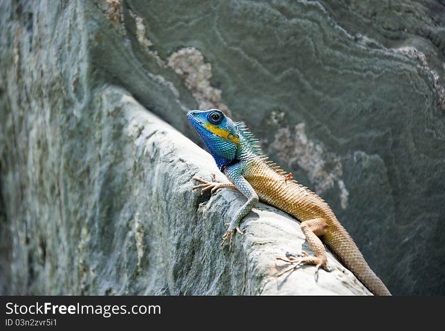 Close-up Common garden lizard on rock