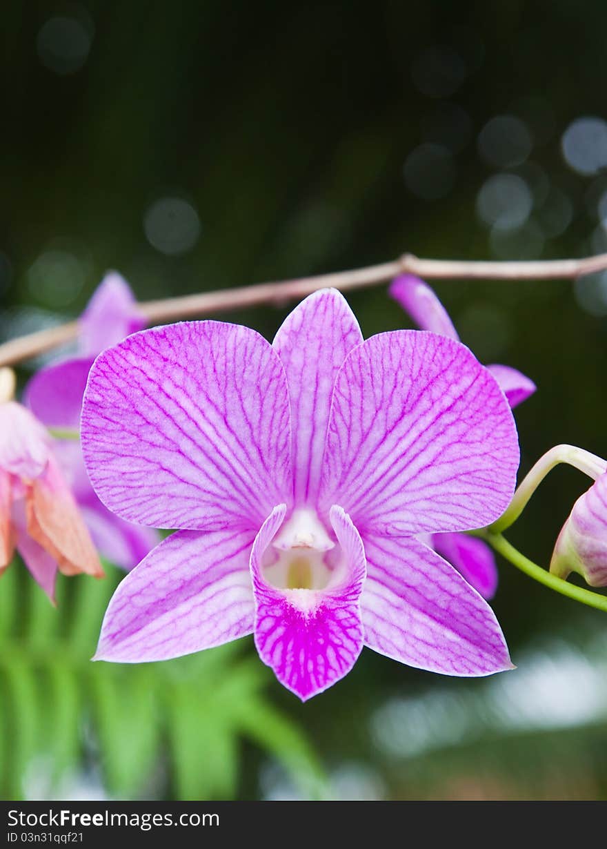 Beautiful purple orchid on green leaf background.