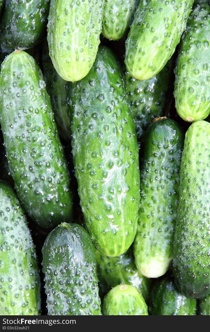 Some wet cucumbers close up for background. Some wet cucumbers close up for background