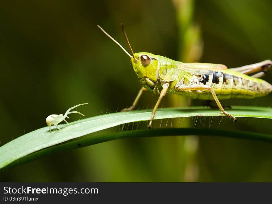 Grasshopper and a small spider on the grass. Grasshopper and a small spider on the grass