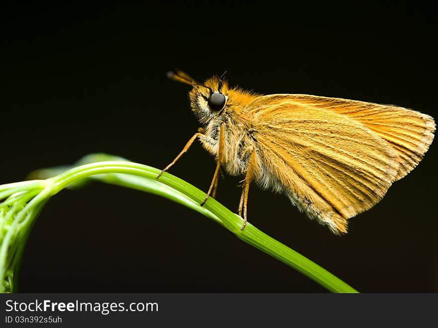 Macro shoot of butterfly sitting on the grass