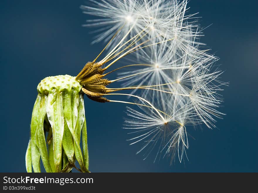 Dandelion plant with seeds