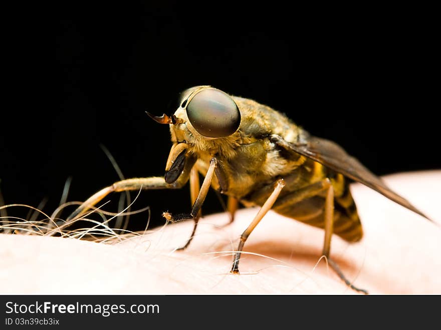 Close up of horse-fly