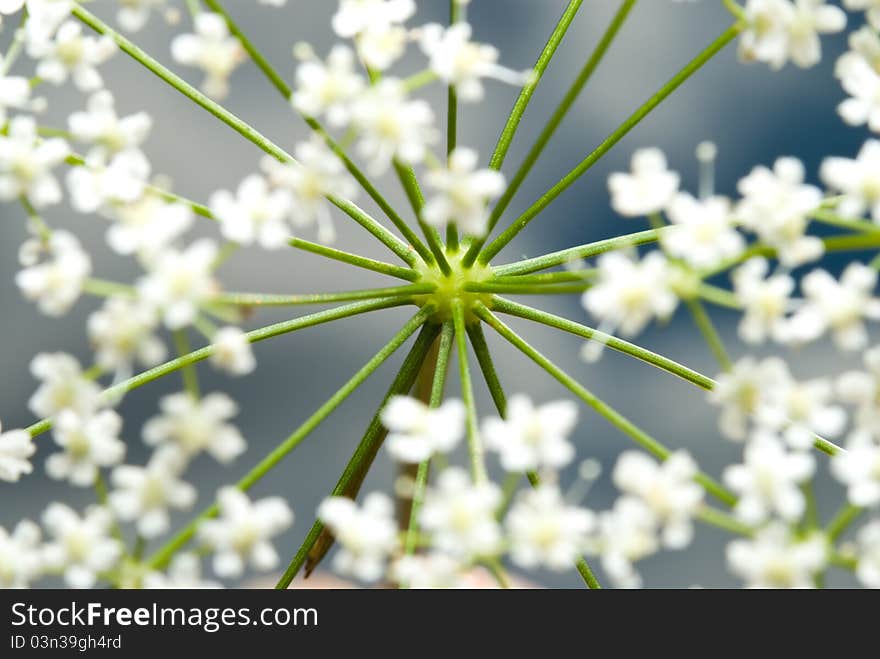 Branchy plant