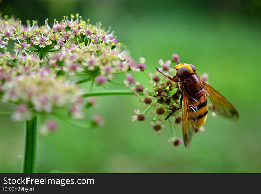 Fly close up