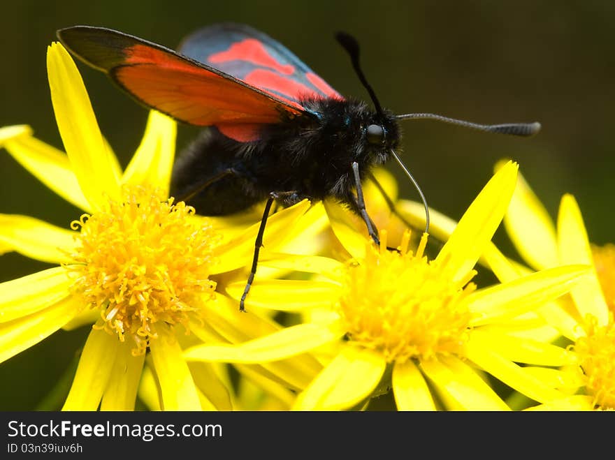 Butterfly sitting on flower and collecting nectar