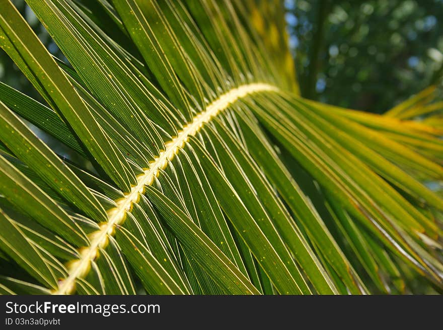 A detail of a palm. A detail of a palm