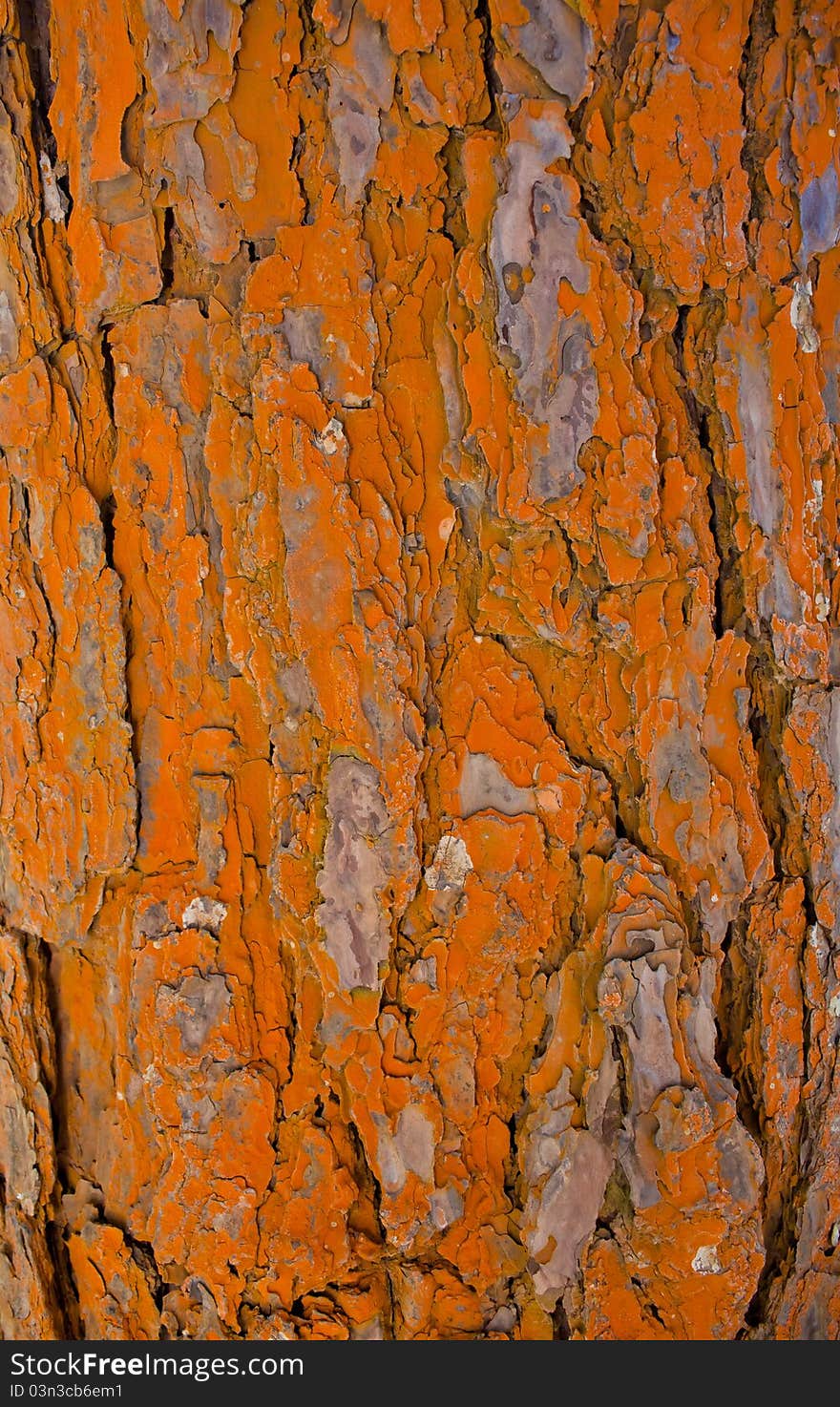 Orange Bark Pattern