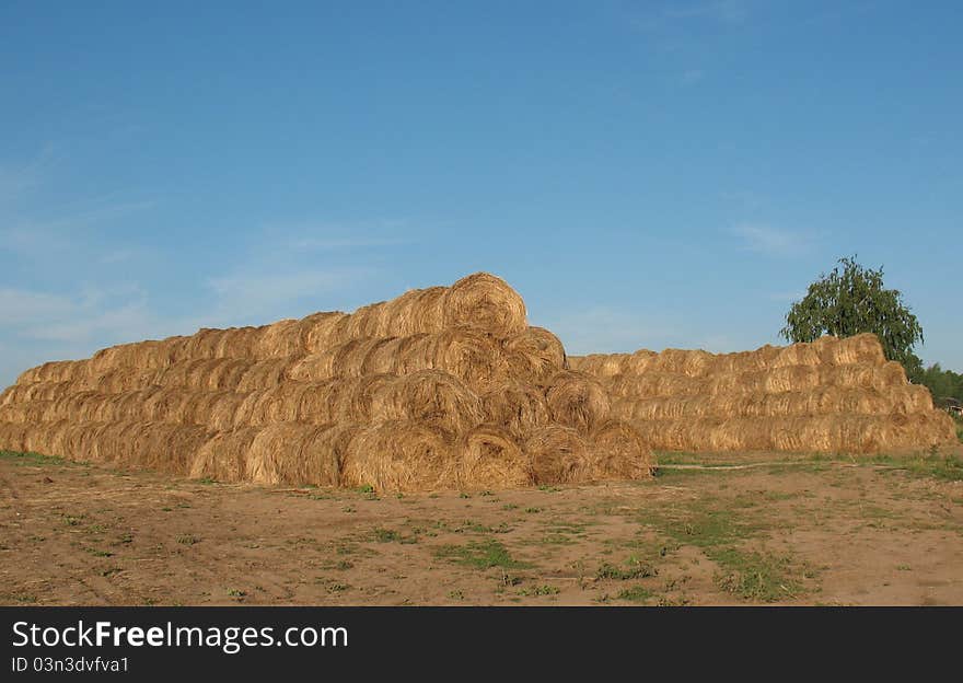 Straw, collected from the field and placed on a rustic courtyard. Straw, collected from the field and placed on a rustic courtyard