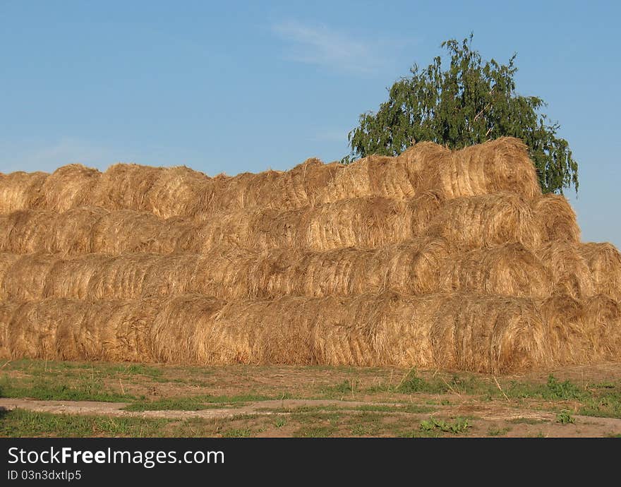 Straw, collected from the field and placed on a rustic courtyard. Straw, collected from the field and placed on a rustic courtyard