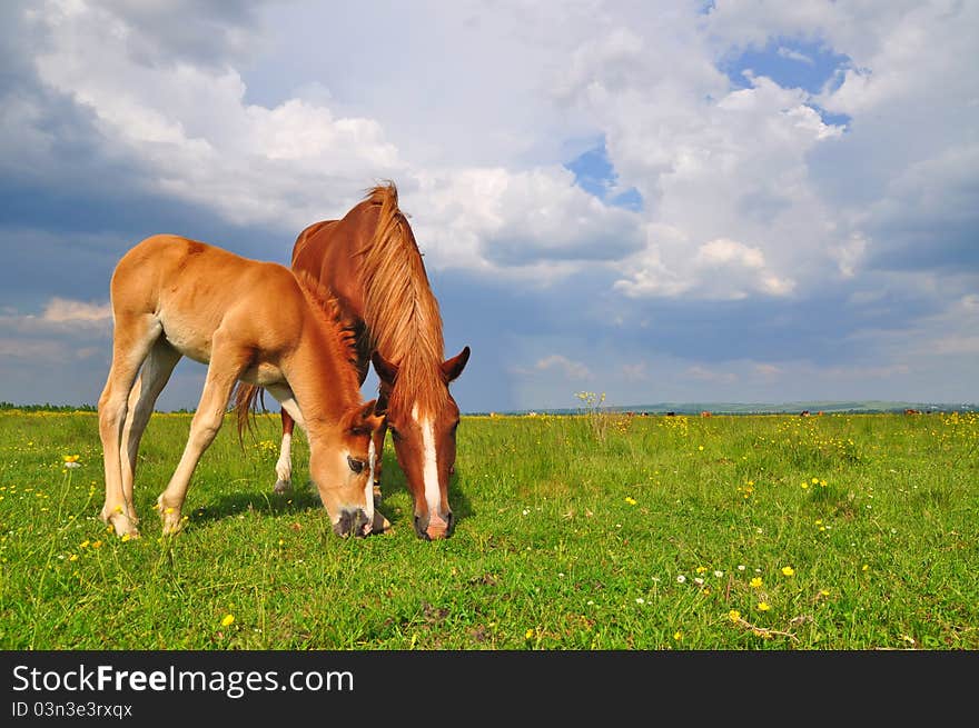 A foal with a mare on a summer pasture in a rural landscape. A foal with a mare on a summer pasture in a rural landscape