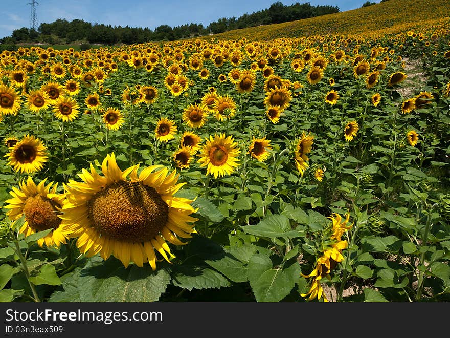 Hill of sunflowers on the heights of Predappio. Hill of sunflowers on the heights of Predappio