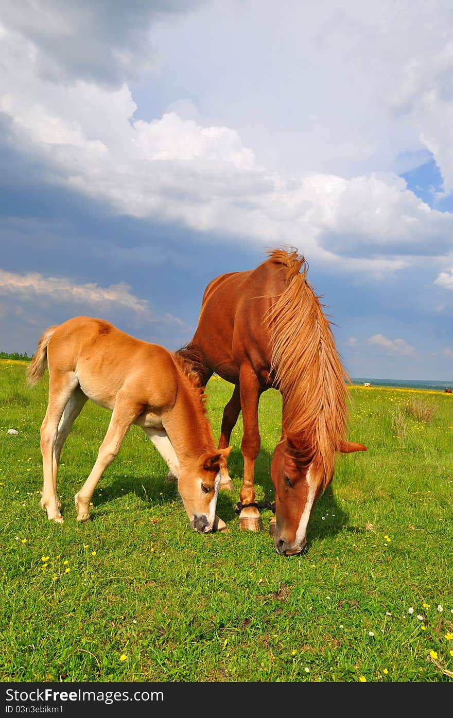 A foal with a mare on a summer pasture in a rural landscape. A foal with a mare on a summer pasture in a rural landscape