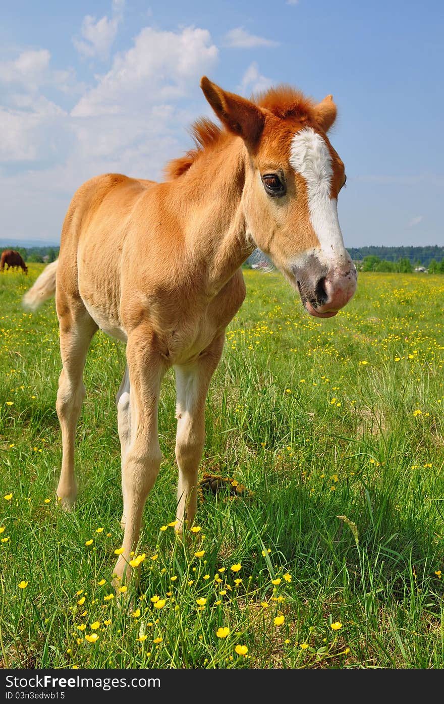 Foal  on a summer pasture.