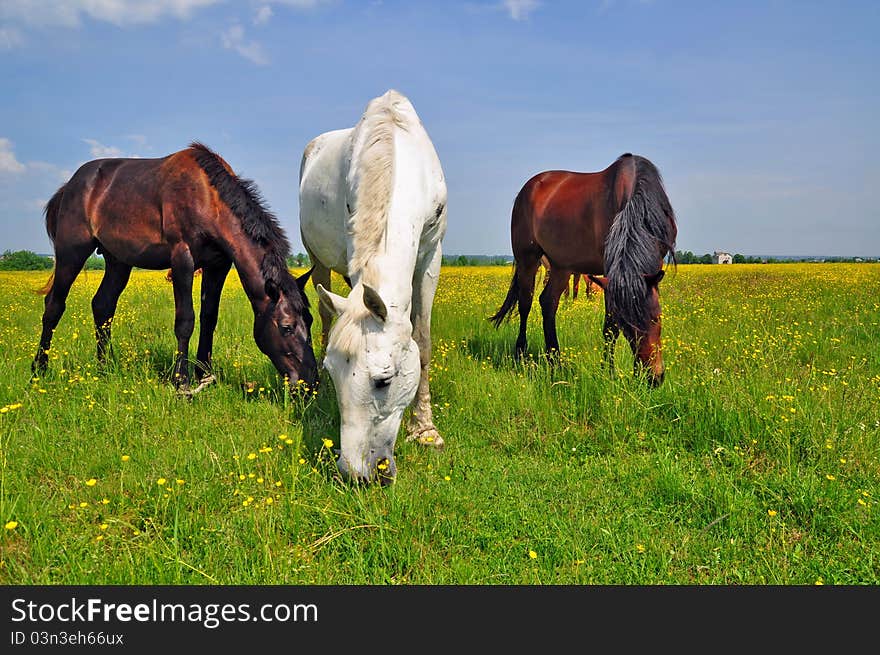 Horses on a summer pasture