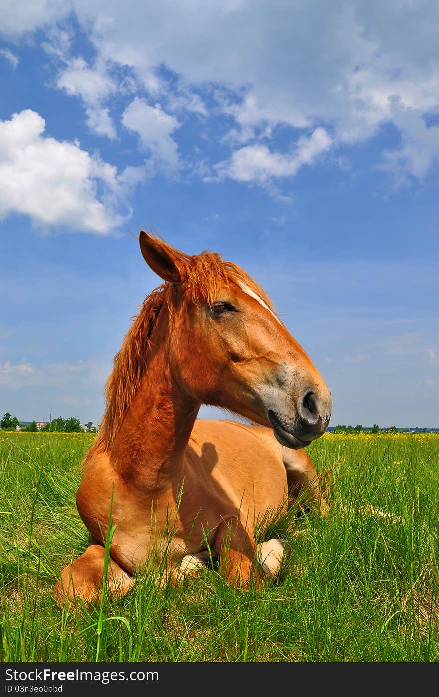 Horse on a summer pasture