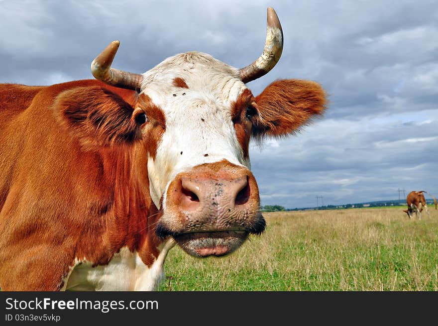 Head of a cow