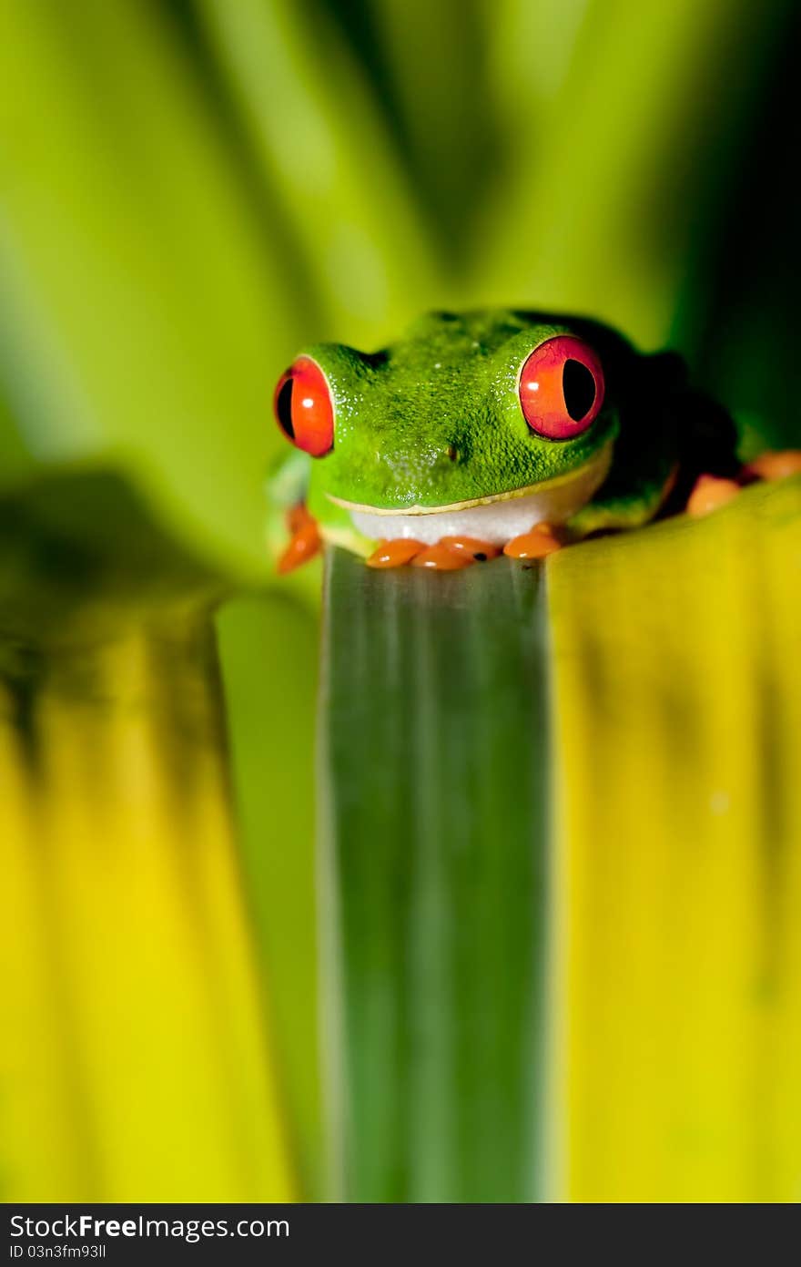 Red-eyed tree frog sitting on a leaf