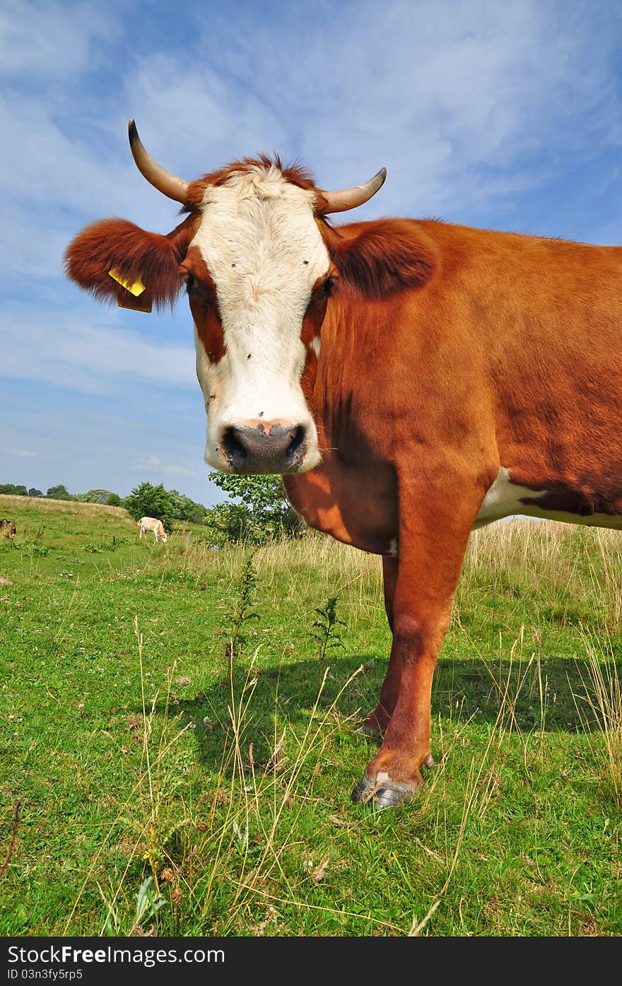 A cow on a summer pasture in a summer rural landscape