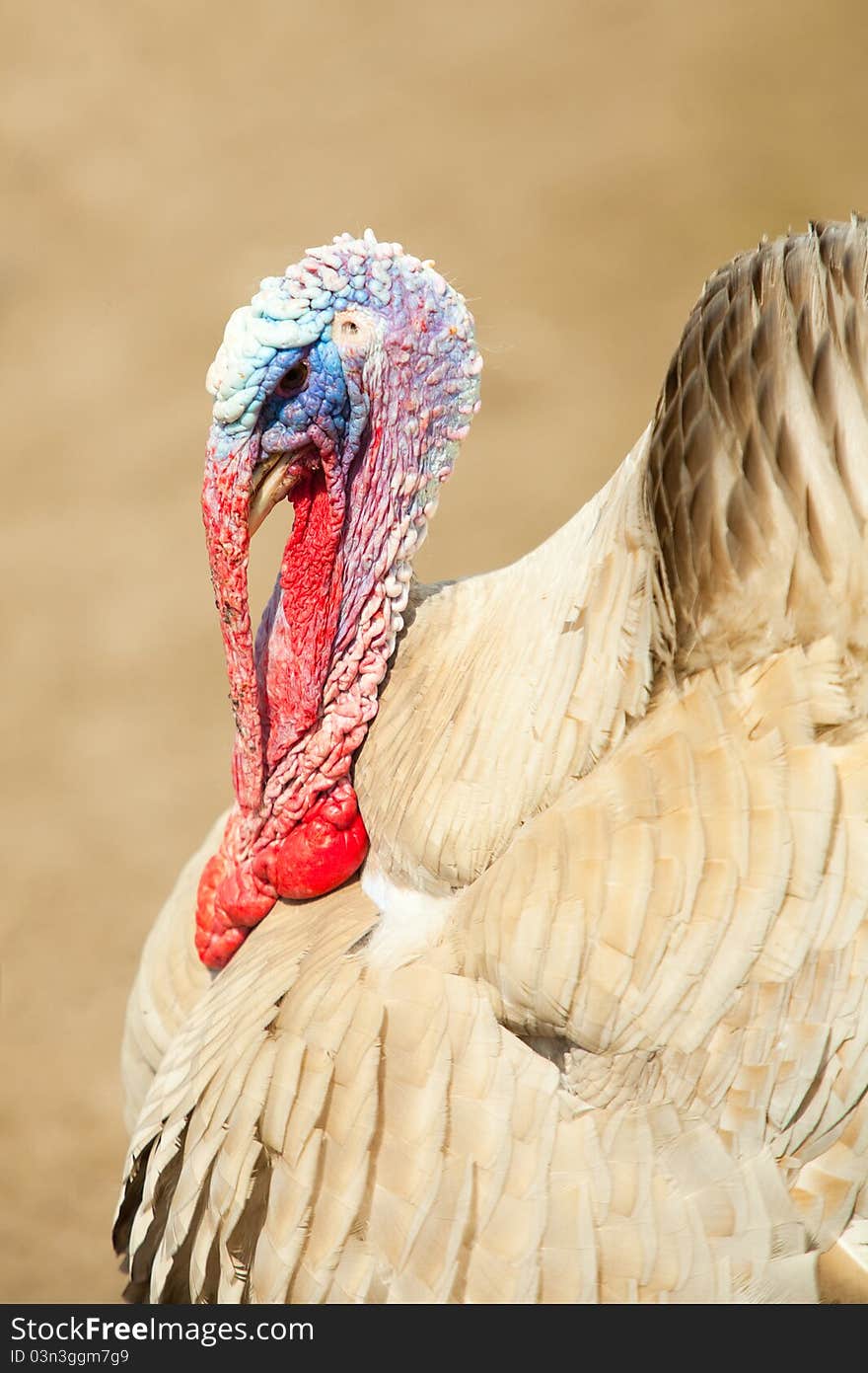 Strutting turkey cock walking on farm