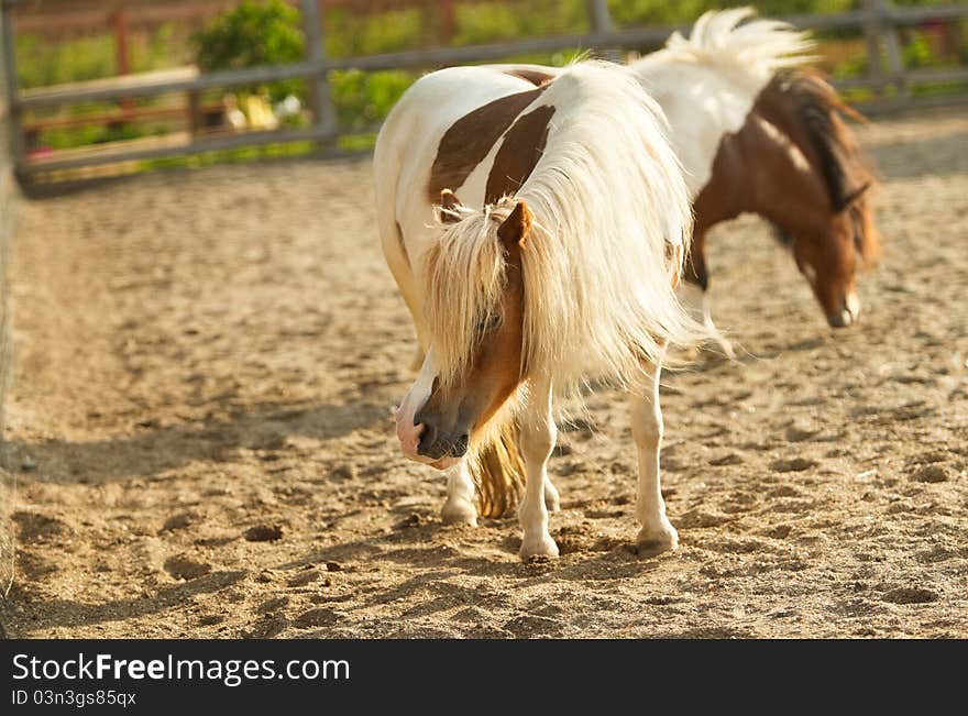 Brown ponies