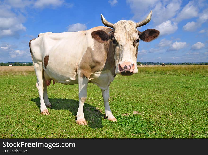 Cow on a summer pasture