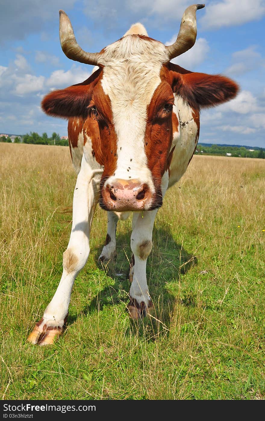 Cow on a summer pasture