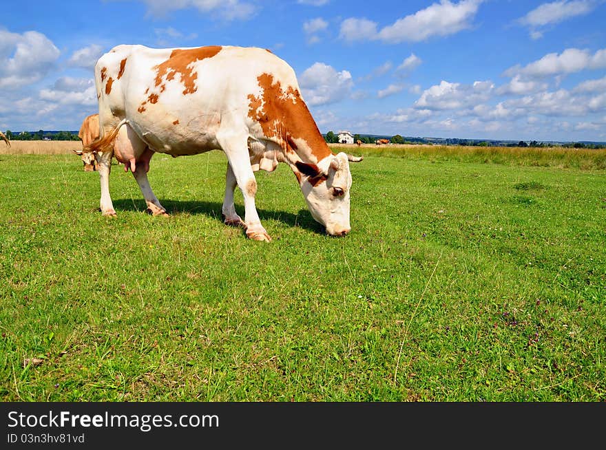 Cow on a summer pasture