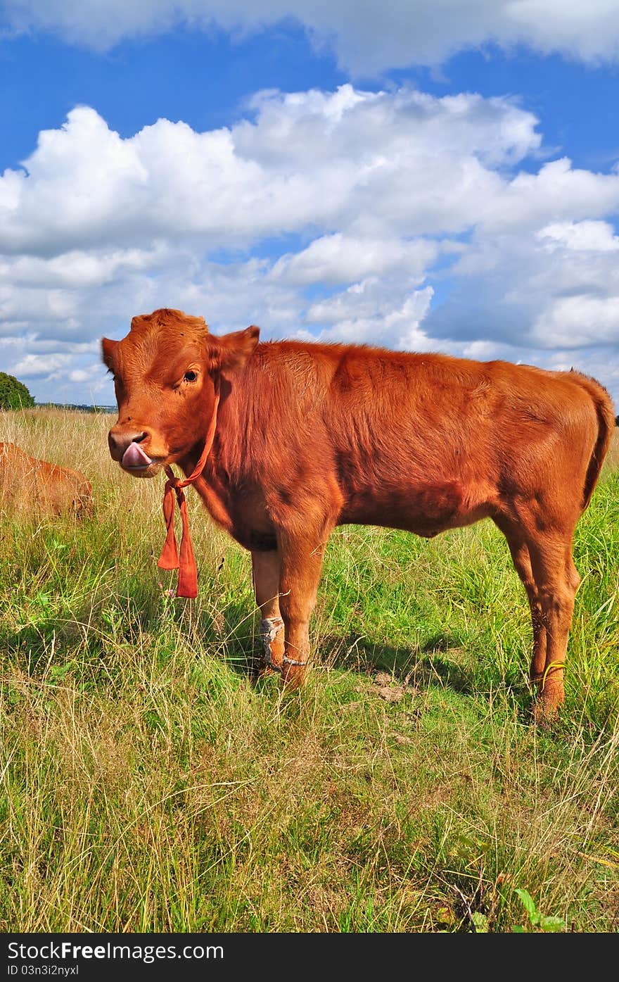 The calf on a summer pasture