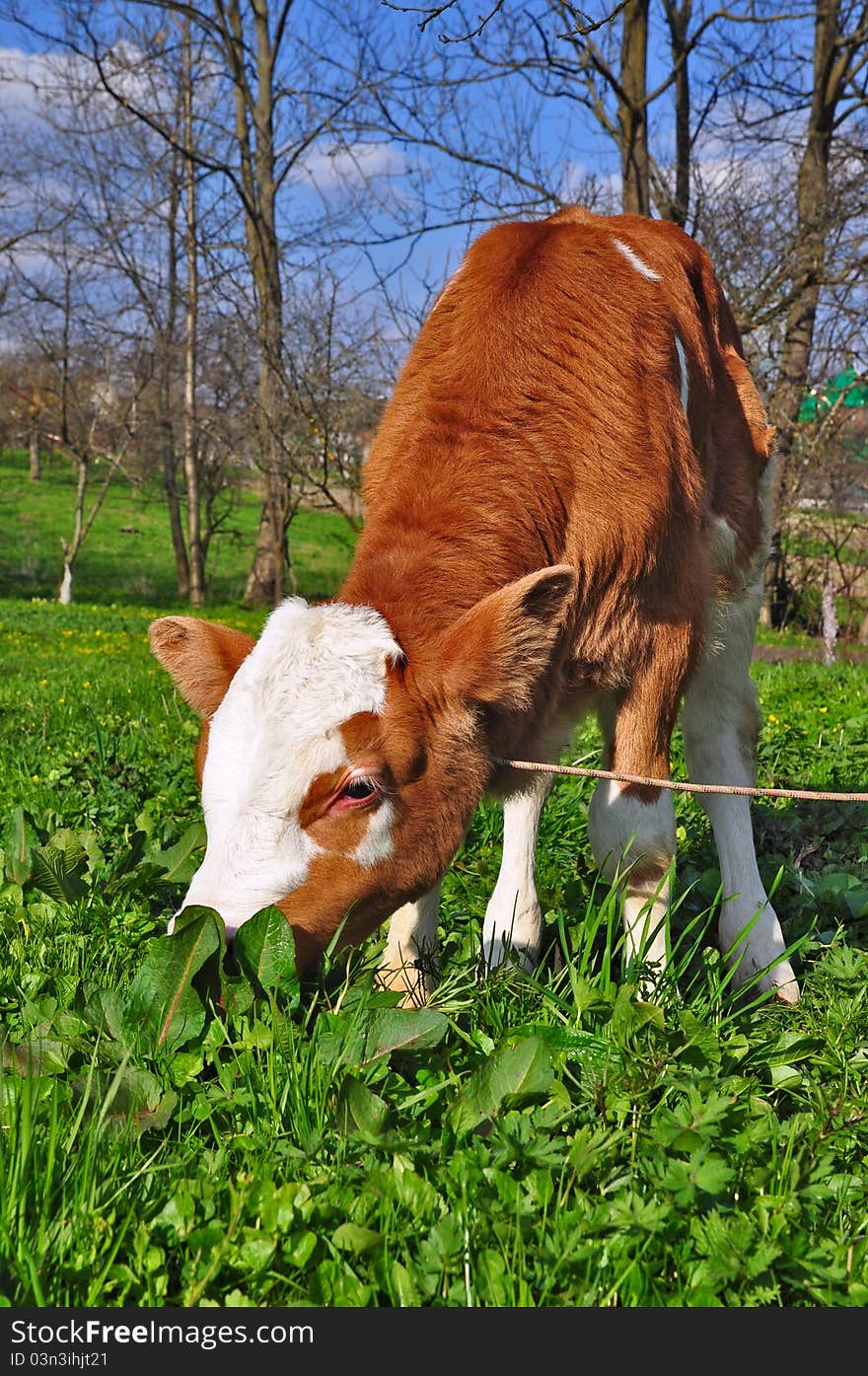 The calf on a summer pasture