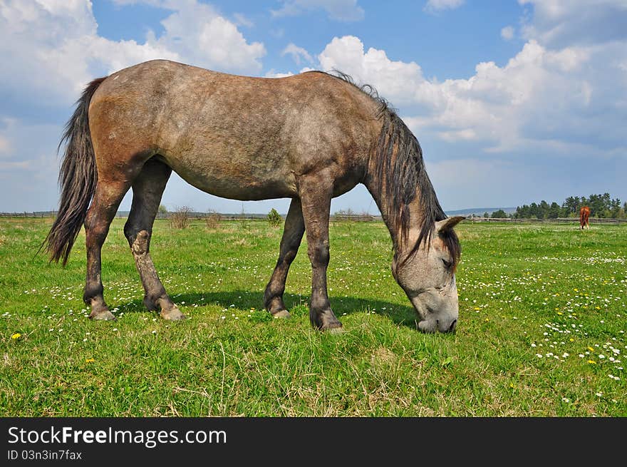 Horse on a summer pasture