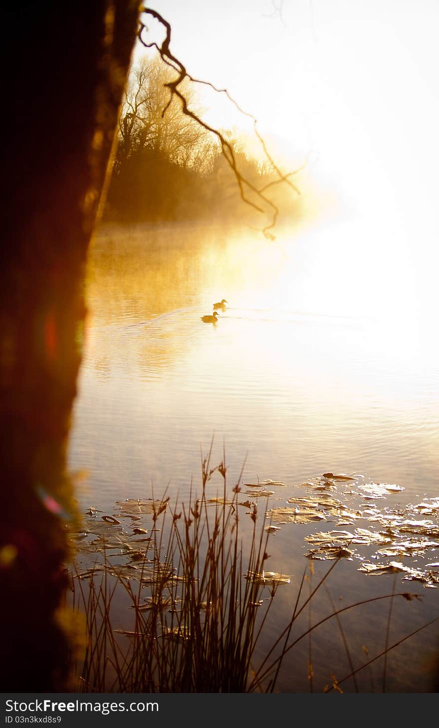 Pond at sun rise, ducks swimming. Pond at sun rise, ducks swimming