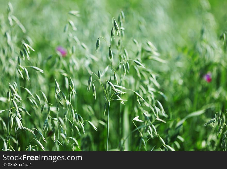 Spikelets of oats macro close up