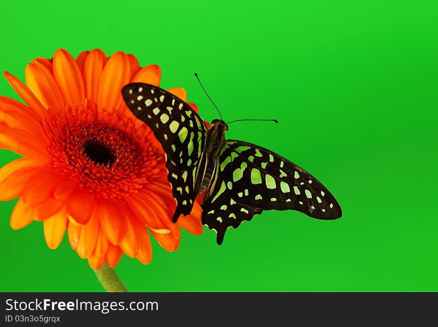 Graphium On Orange Gerber