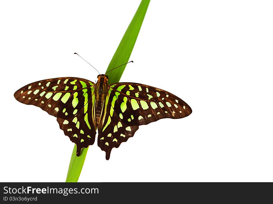 Graphium on grass