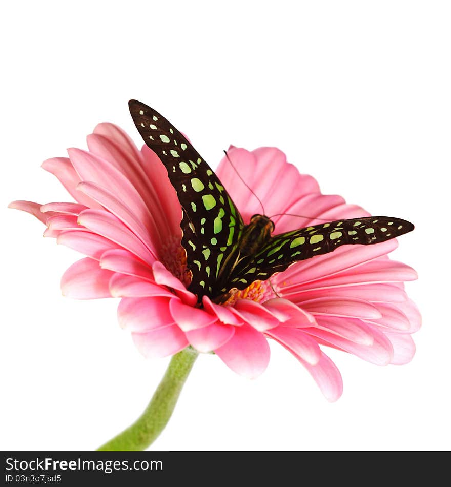 Graphium on gerber close up