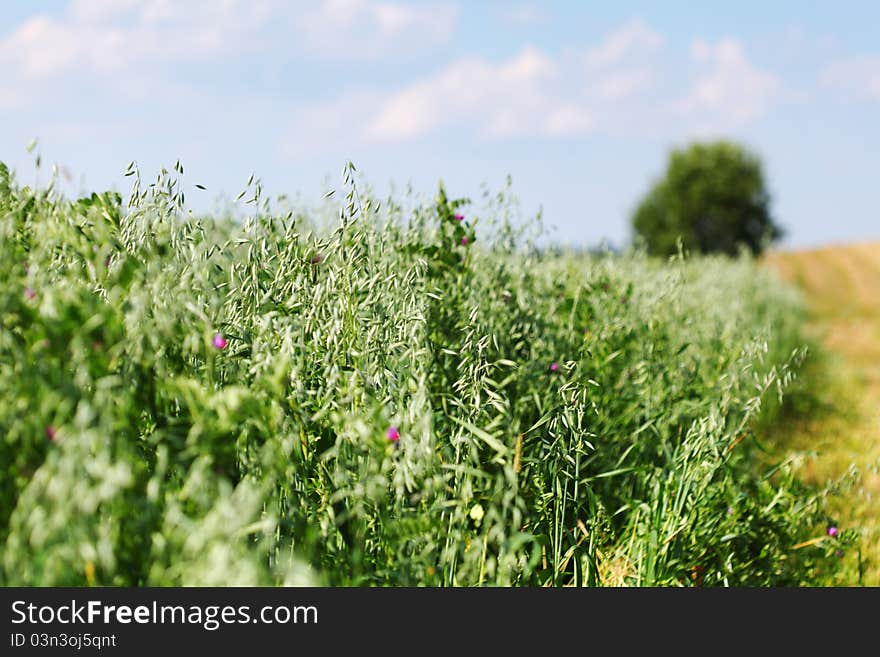 Green field under blue sky