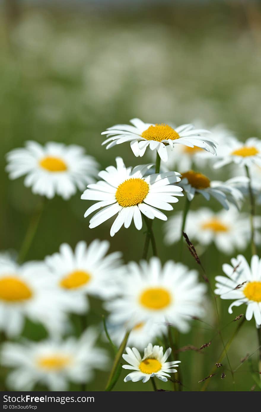 White camomiles summer flower field