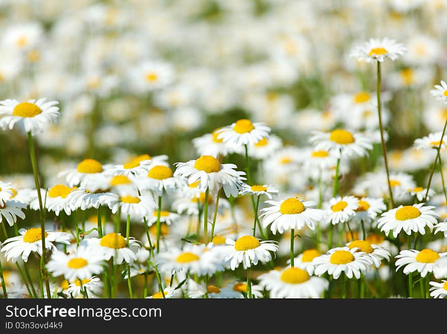 White camomiles summer flower field