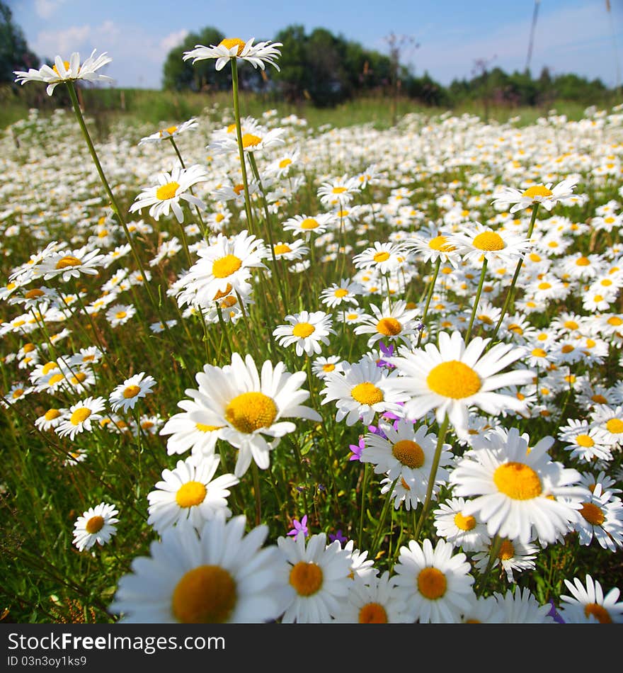 Field with white daisies