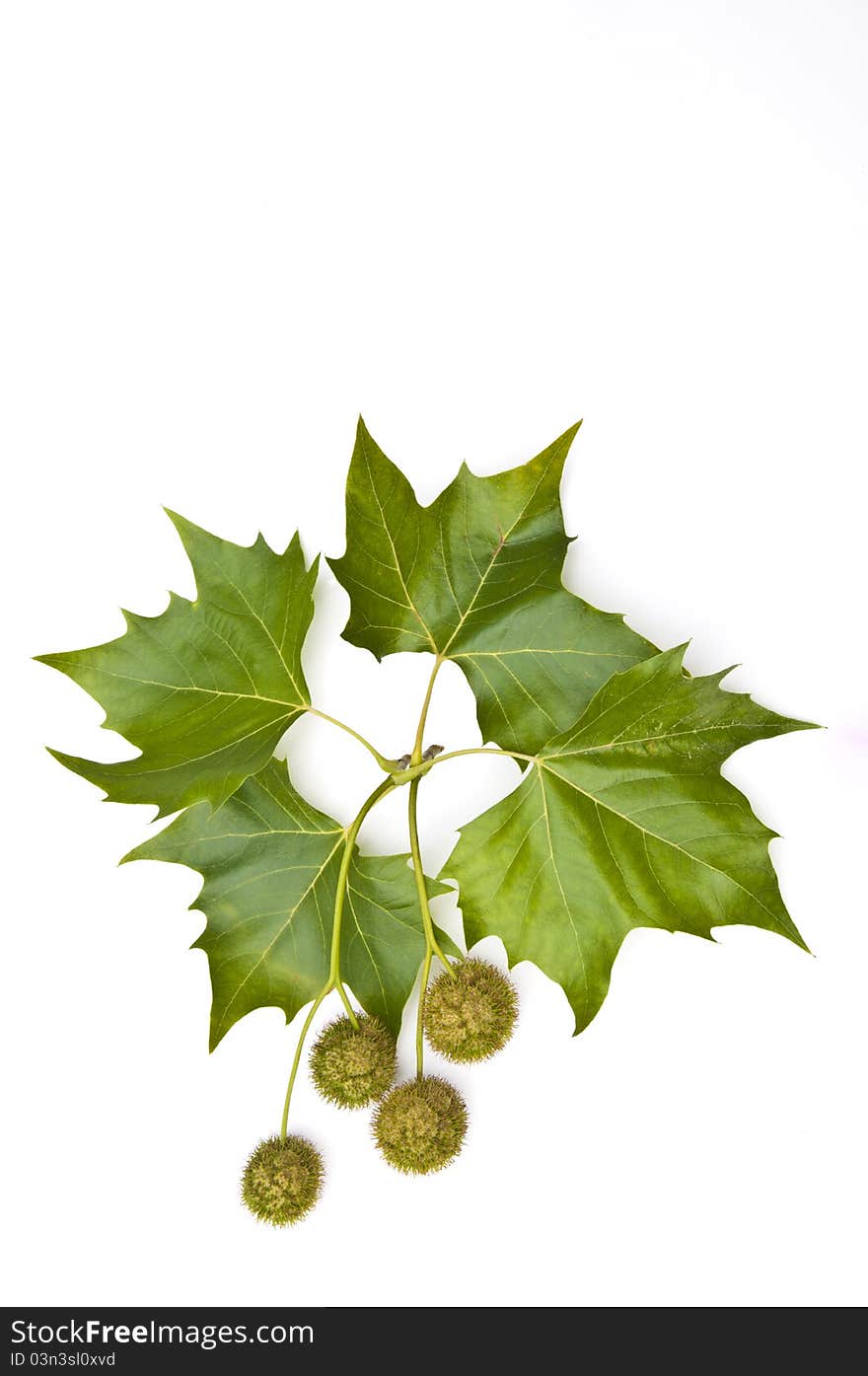 Chestnuts and leaves in late summer on a white background. Chestnuts and leaves in late summer on a white background