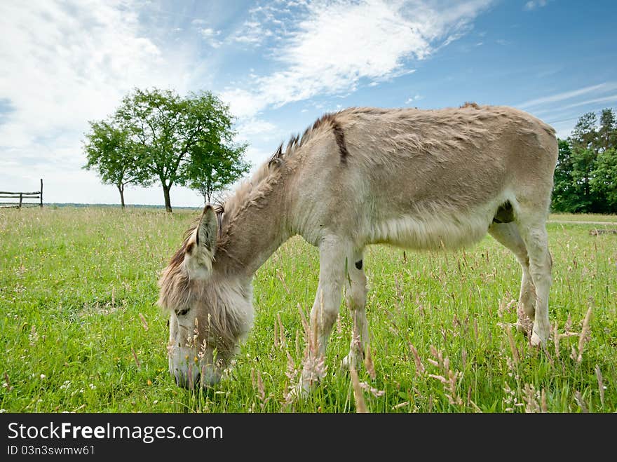 Donkey in a Field in sunny day, animals series