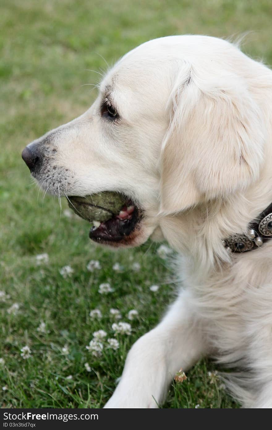 A golden retriever playing with a tennisball