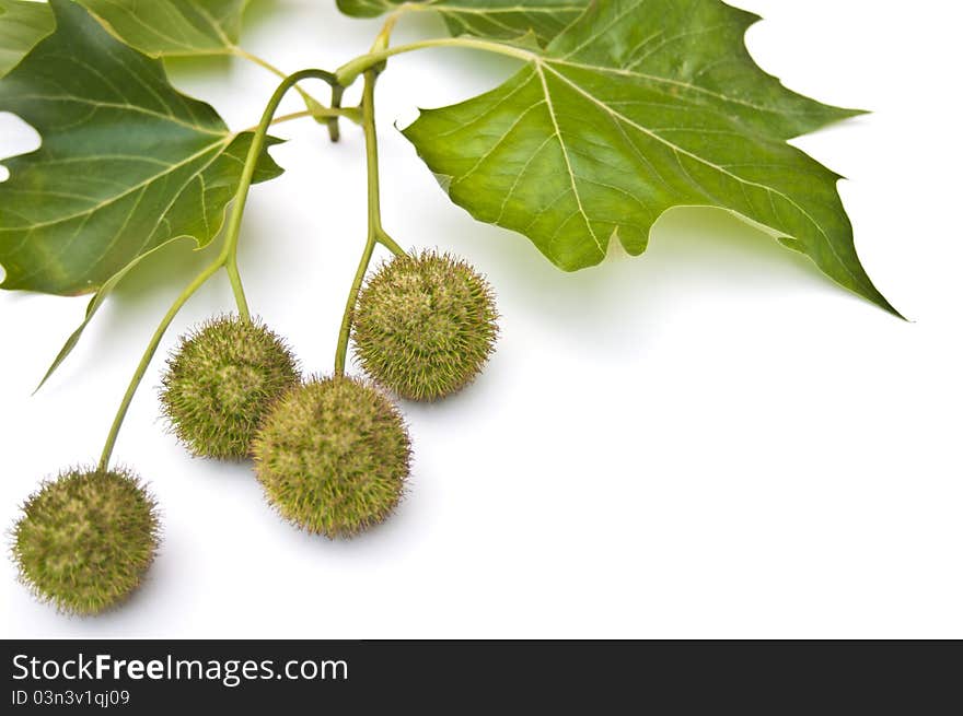 Chestnuts and leaves in late summer on a white background. Chestnuts and leaves in late summer on a white background